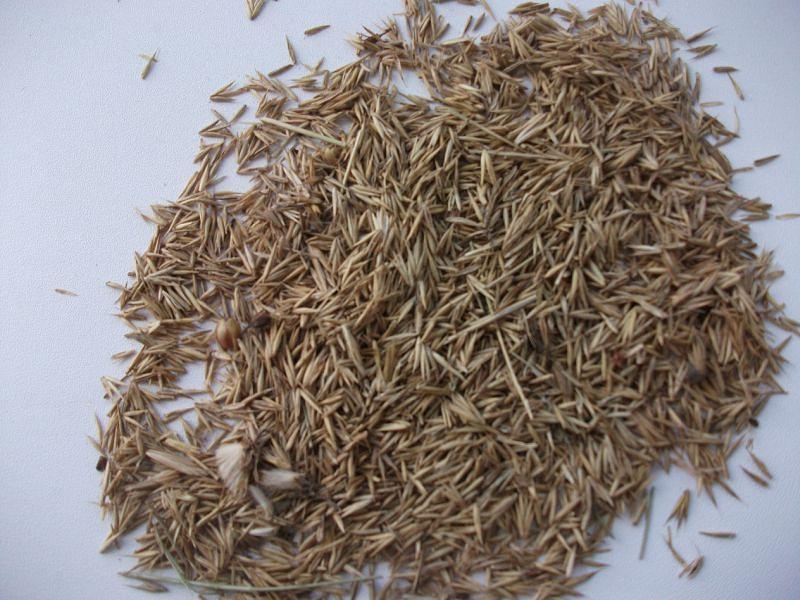 Семена «Житняк» фото 1