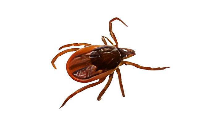 Услуга по уничтожению клещей на участке, на газоне в Краснодаре фото 1