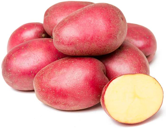 Картофель красный опт фото 1