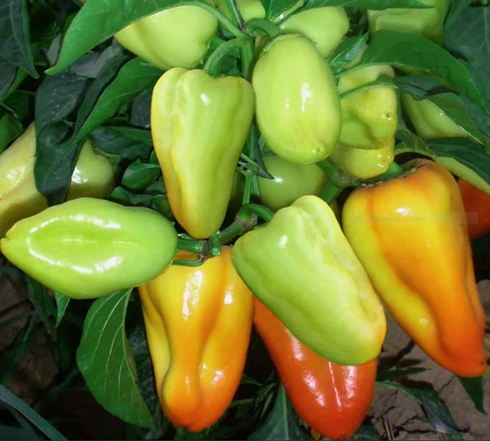 Семена перца сладкого Поло F1 Sakata 1000 семян ОПТ фото 1