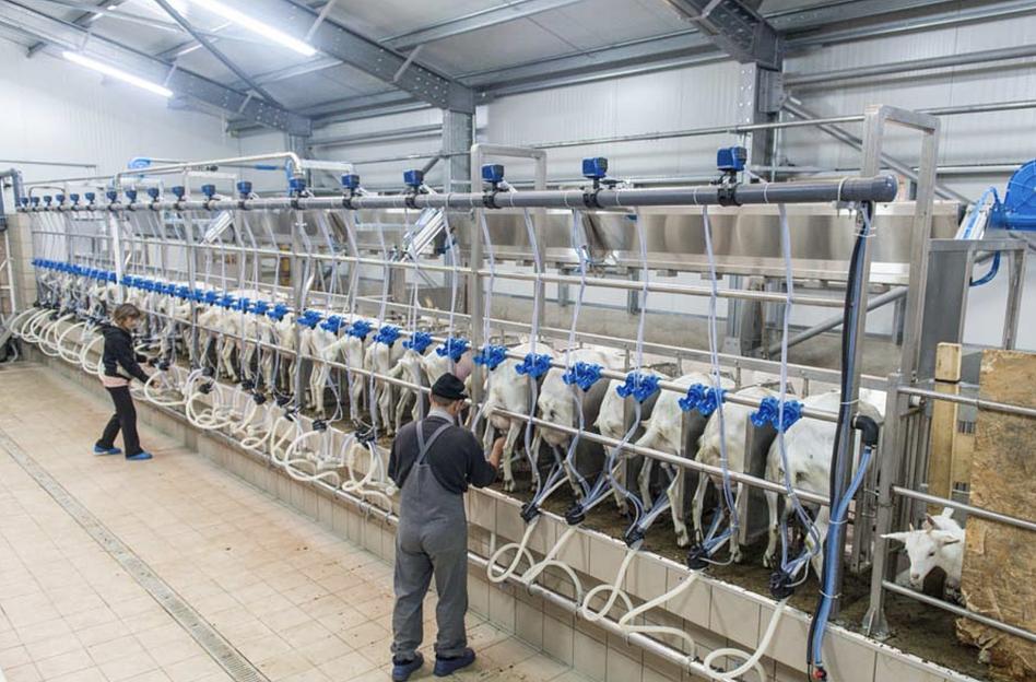 Услуга строительства доильных залов для коз фото 3