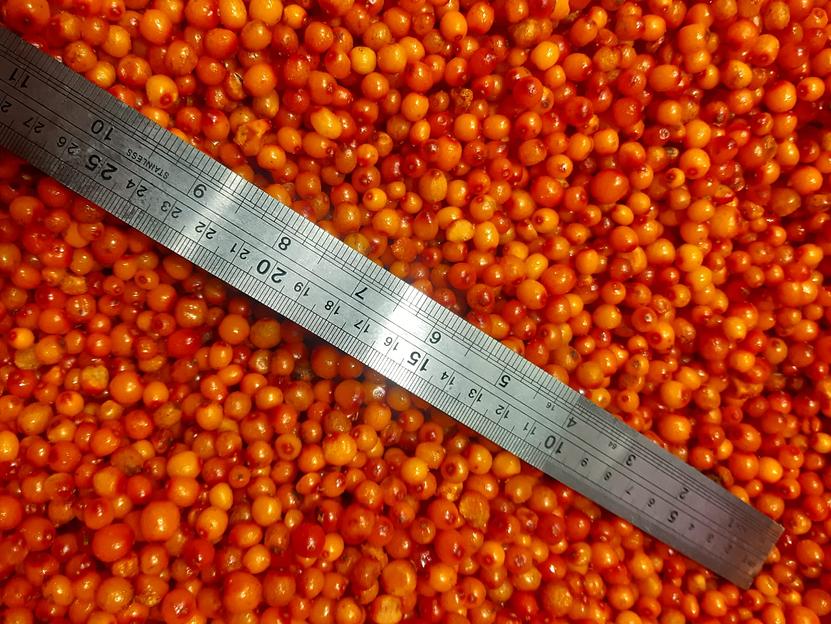 Облепиха дикорастущая - собственный сбор, 10 кг Опт фото 1