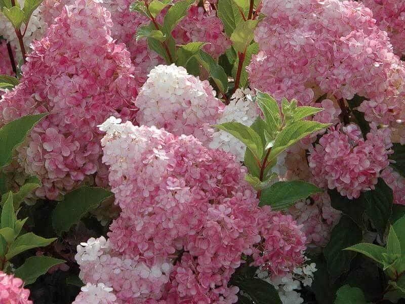 Саженцы кустарников - Гортензия Метельчатая (hydrangea Paniculata Living Angels Blush) фото 1