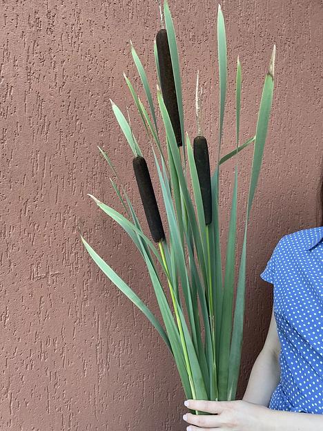 Сухоцвет Рогоз узколистный 75-120 см фото 2