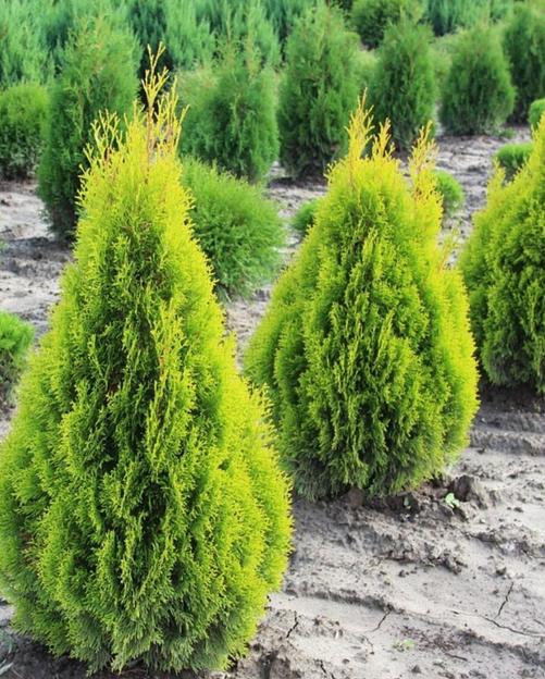 Туя «Смаргард» новогодняя живая 0,6-1 м фото 1