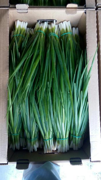 Лук зелёный Alice Garden весовой ОПТ фото 8