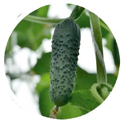 Семена «Огурец Меренга F1 (универсальный)» Seminis 1000 семян ОПТ фото 1