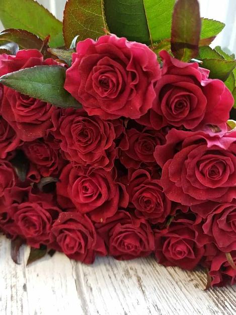 Розы сорта Адмирал ОПТ фото 2