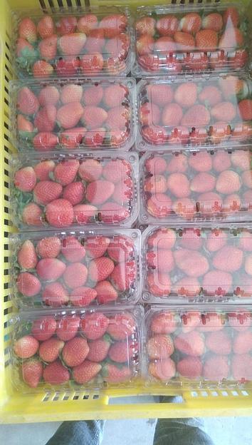 Свежая клубника сорта Фортуна ОПТ фото 3