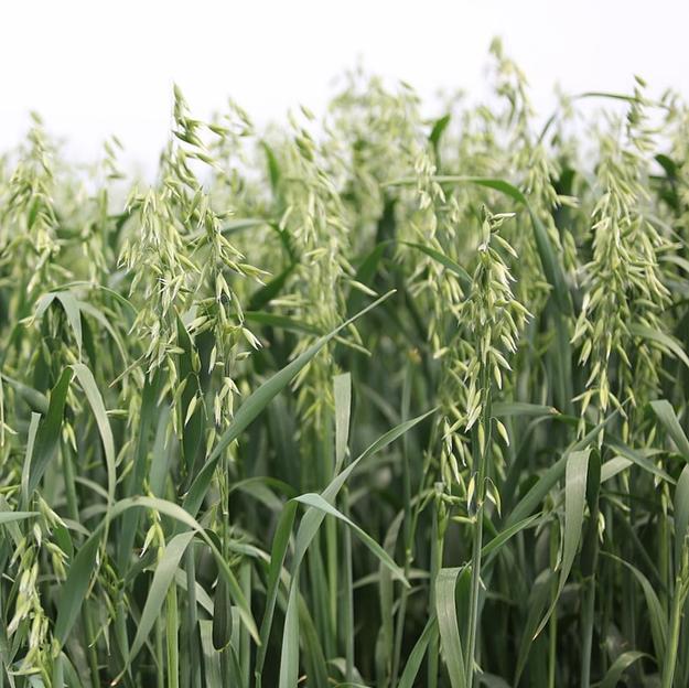 Овес яровой сорт «Таежник» (ПР-2),(ПР-3),(СЭ) ОПТ фото 1