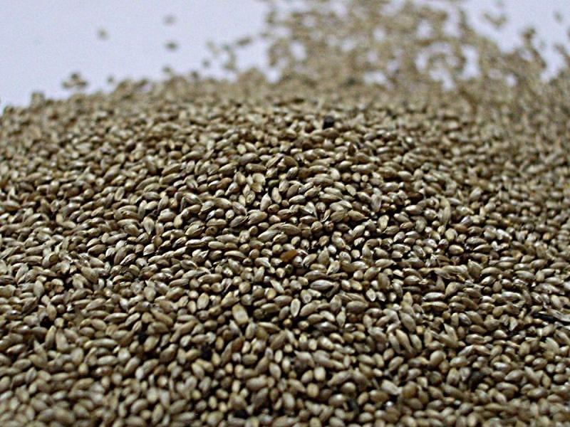 Семена тимофеевки луговой фото 1