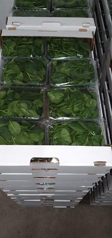 Свежая зелень «Шпинат», опт фото 2