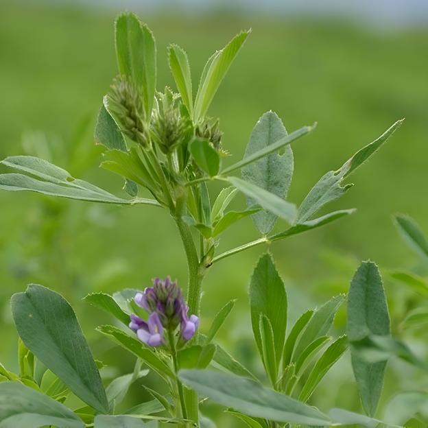 Семена люцерны «Сунтер» фото 2