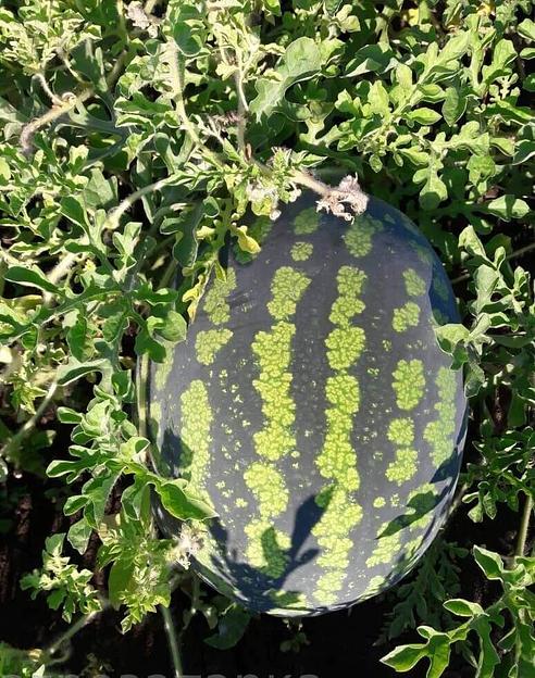 Семена арбуза «Холодок» фото 1