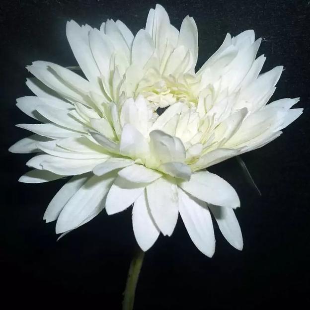 Ветка астры на гибкой ветке 886-1 фото 3