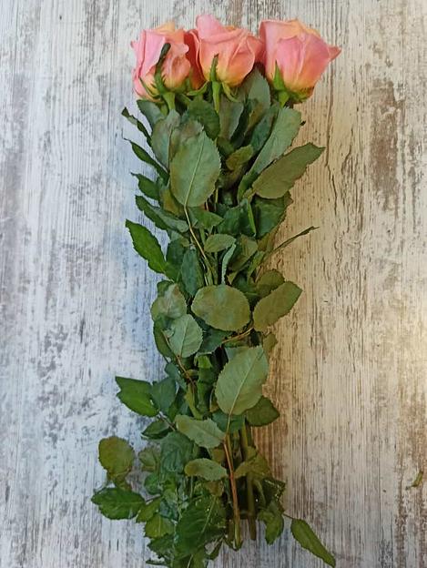 Розы сорта Мисс Пигги ОПТ фото 2