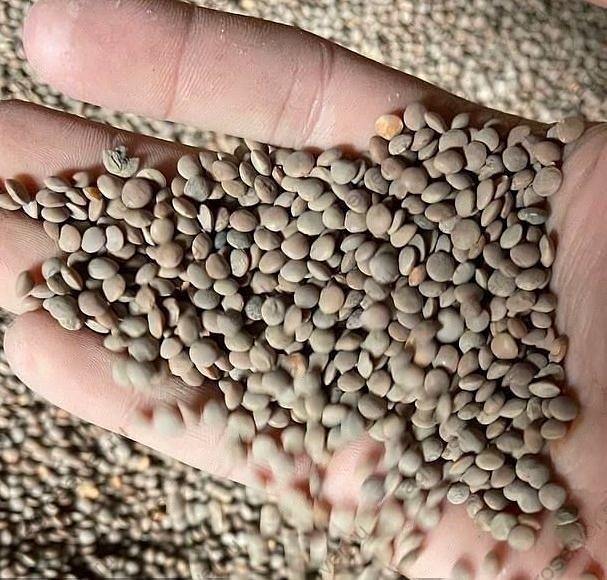 Семена чечевицы опт фото 1