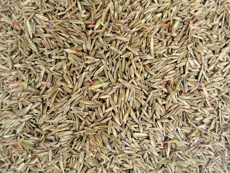 Посевные семена овсянницы луговой в мешках, ГОСТ фото 1