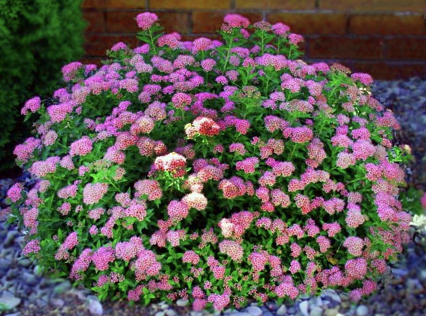 Саженцы кустарника Спирея японская Литл Принцесс фото 1