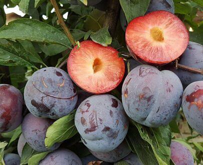 Саженец сливы НФ-00001033 фото 1