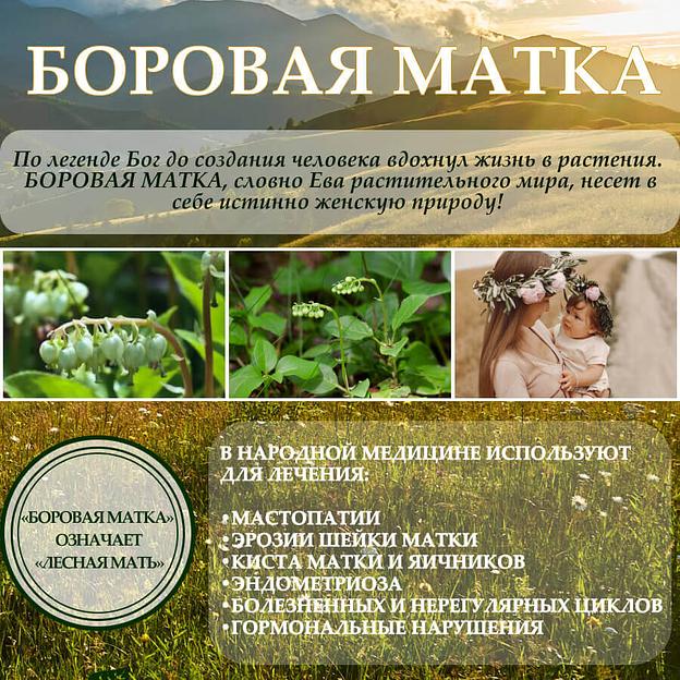 Алтайский бальзам с боровой маткой и красной щеткой 250 мл, опт фото 6