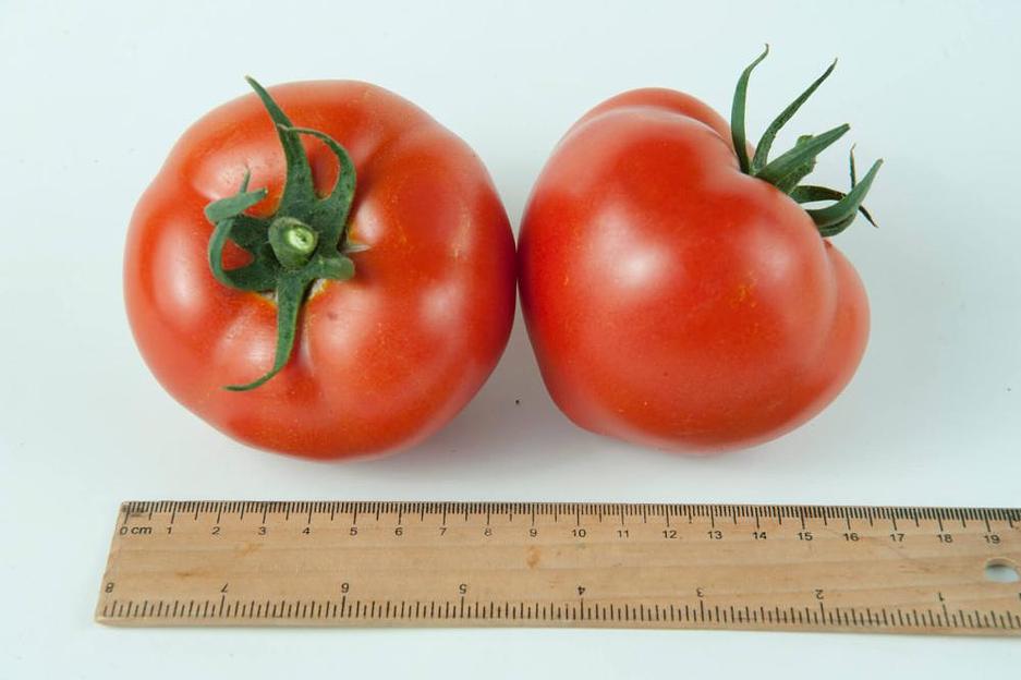 Семена томатов F1 «Мимино» опт фото 4