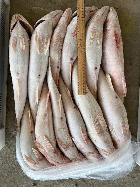 Судак каспийский 800-1200 г ОПТ фото 1