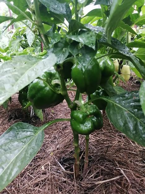 Семена посевные перец сладкий манго F1, опт фото 4