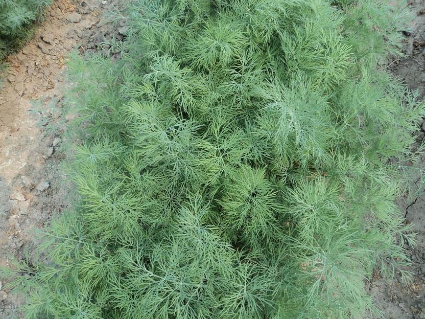 Семена укропа «Аллигатор» опт фото 3