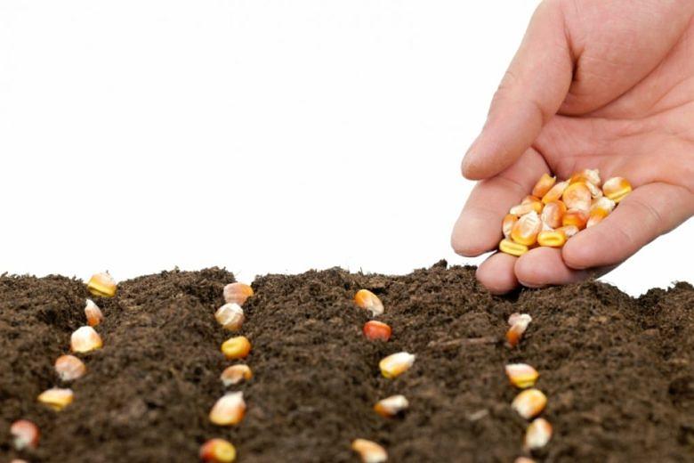 Семена кукурузы для посева фото 1