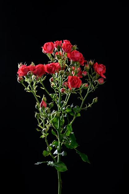 Роза «Cherry kheops» фото 1