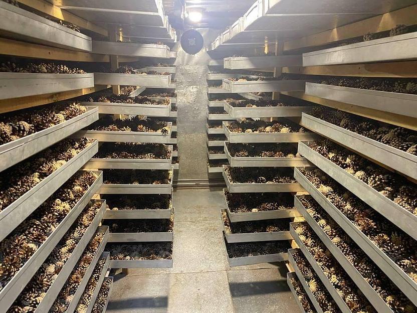 Семена лиственницы ОПТ фото 3