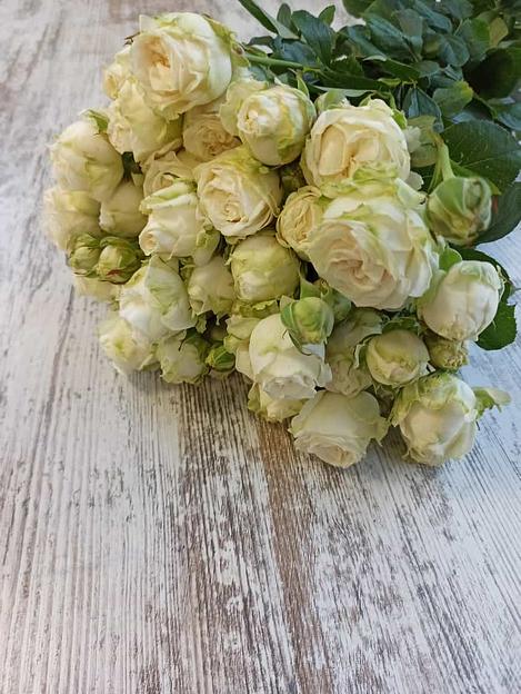 Розы сорта Мисс Бомбастик ОПТ фото 1