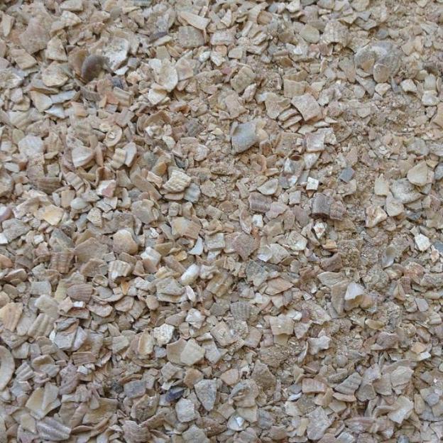 Ракушка кормовая серая фото 1