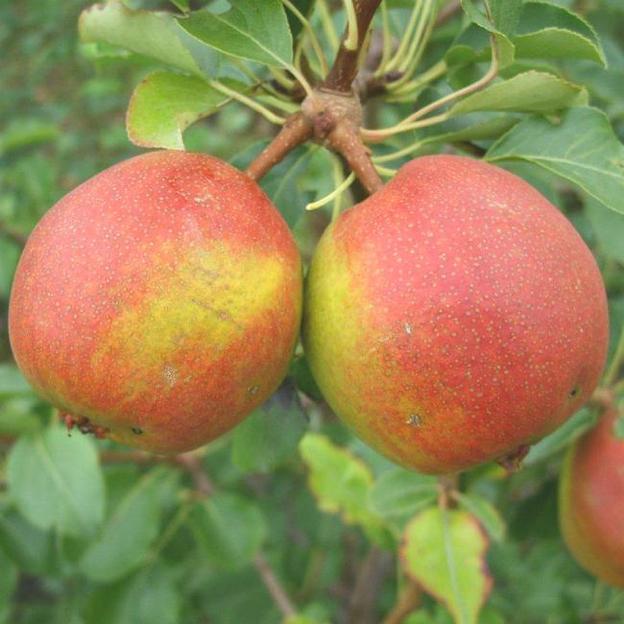 Саженцы плодовых культур — Груша «Красуля», опт фото 1