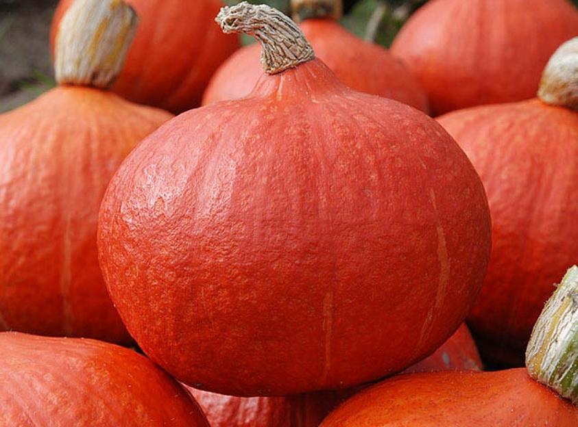 Семена тыквы Enza Zaden «Оранж Саммер» F1 опт фото 1