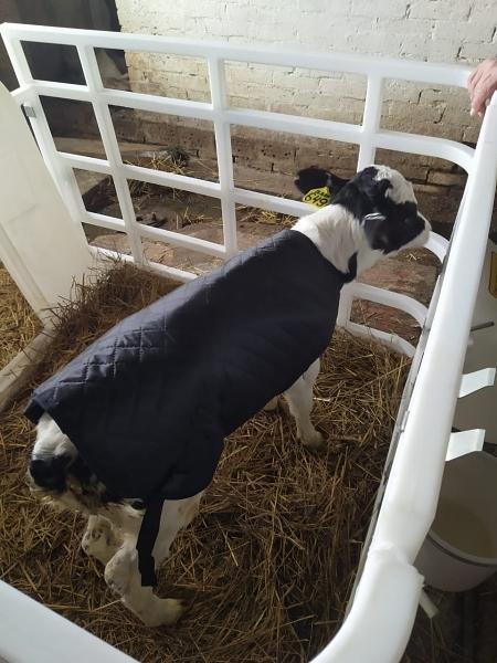 Попона для телят опт фото 2