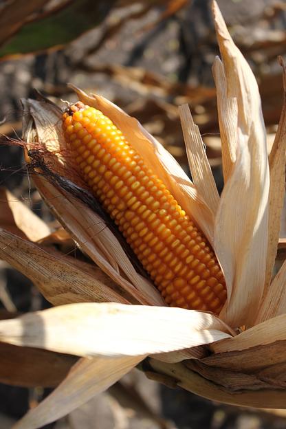 Семена подсолнечника «Вперед CL» фото 1