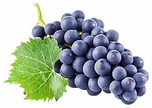 Удобрение для роста растений «Изагри Железо» 10 л опт фото 3