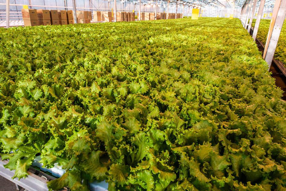 Салат свежий, Самара, опт фото 1