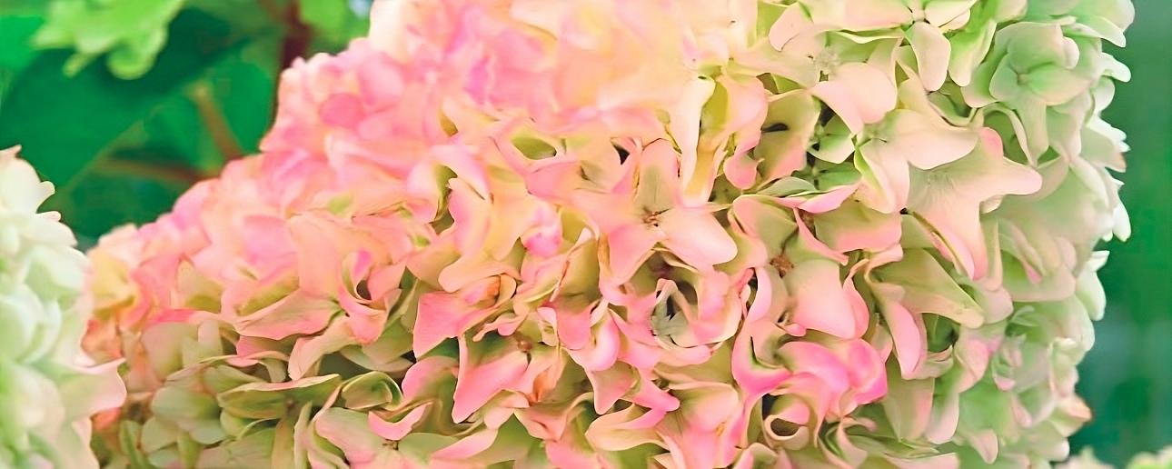 Гортензия метельчатая «Little fraise» опт фото 1