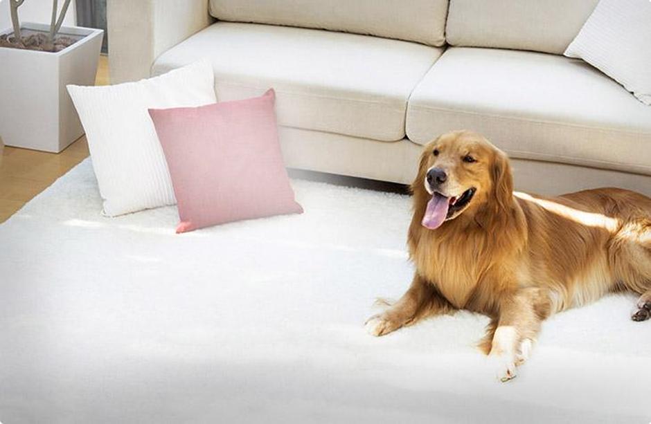 Услуга по удалению запахов от животных фото 1