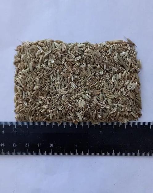 Плоды фенхеля опт фото 1