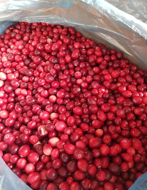 Клюква замороженная садовая А класса опт фото 2