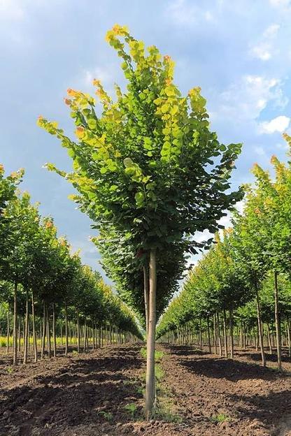 Саженец Липа крупнолистная Рубра от питомника AXKZ ОПТ фото 1