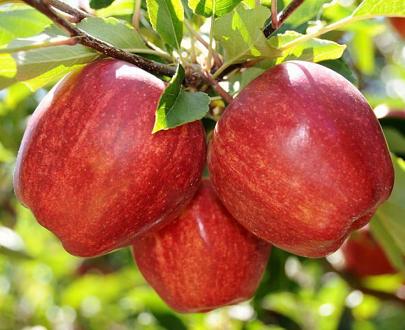 Саженец «Яблоня М-9» фото 9