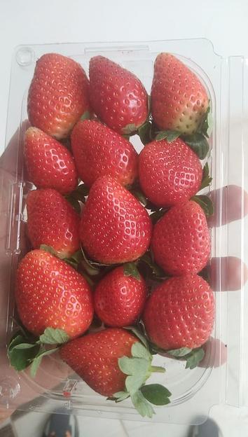 Свежая клубника сорта Фортуна ОПТ фото 2