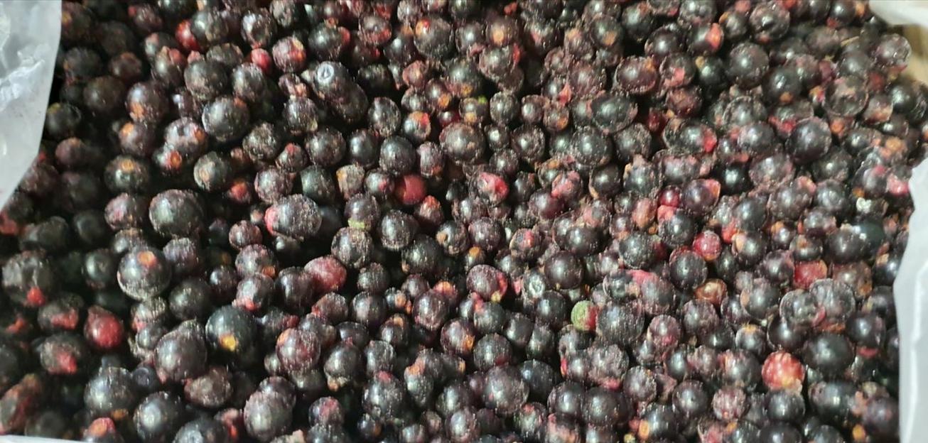 Черная смородина замороженная Россия опт фото 3