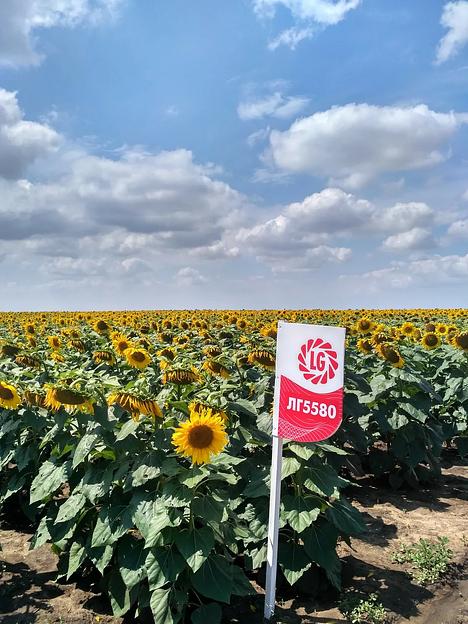 Семена подсолнечника гибрида LG 5580 ОПТ фото 1