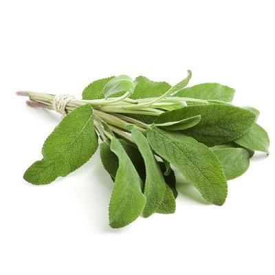 Свежая зелень «Шалфей», опт фото 1